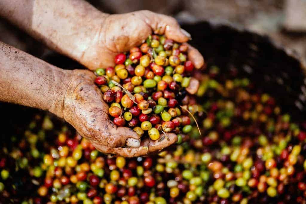 Different Types of Coffee Beans Around the World Frriday